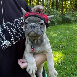 Starkhaus' Lil' Blue Bandit - Blue fawn male French Bulldog puppy in Pomfret Center, Connecticut from Starkhaus Rottweilers & Frenchies