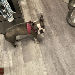 Salem - Boston Terrier