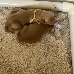 Yellow Girl - Golden female Golden Retriever puppy in Shingle Springs, California from Sun Ridge Goldens