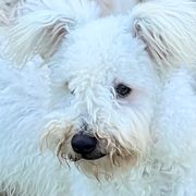 Flutter - Pumi