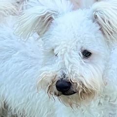 Flutter - Pumi