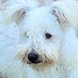 Flutter - Pumi