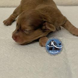 Maple - Cream female Dachshund puppy in Clearlake Oaks, California from K’s Homestead