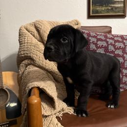 Vader - Black male Cane Corso puppy in Utah from 3Lake Kennelz