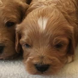 Boy 2 - male Cavapoochon puppy in Fredericksburg, Ohio from Timshell Farm Specialty Crossbreed Puppies