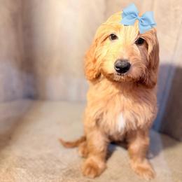 Chloe - Apricot female Goldendoodle puppy in Valdosta, Georgia from Designer Doodles of South GA