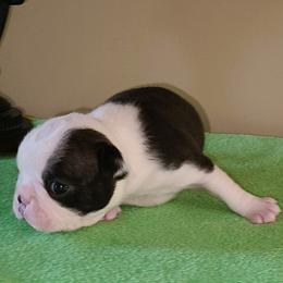 Beau - Seal and white male Boston Terrier puppy in Rogersville, Alabama from Angel's Boston Terriers and French Bulldog