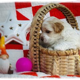 Havanese Puppies from Cloud 9 Havanese