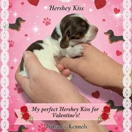 Hershey Kiss - Piebald female Dachshund puppy in Marshall, Texas from Wilson's Kennels