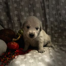 Miss Turquoise - Light golden female Golden Retriever puppy in Perkasie, Pennsylvania from Winterview Golden Retrievers