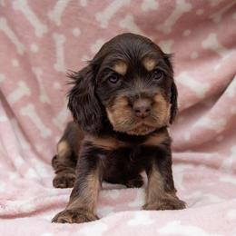 English Cocker Spaniel puppies from Soultiecockers
