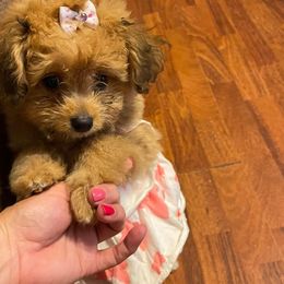 Aussiedoodles, Goldendoodles, Labradoodles, and Poodles from Hope House Doodles