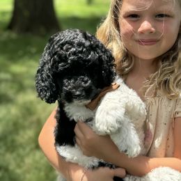 Poodle Puppies from Kirsten Kenning's Standard Poodle