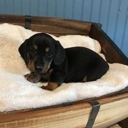 Dachshund and Labrador Retriever Puppies from Rockin M Kennel