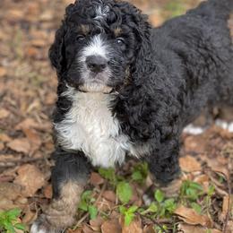 American Eskimo Dog and Bernedoodle Puppies from Shadow Kennels