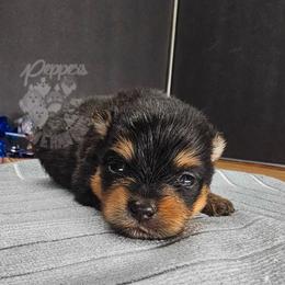 Pepper's Love Buzz - Buzz - Black and tan male Pomeranian puppy in Plant City, Florida from Pepper's Pomeranians