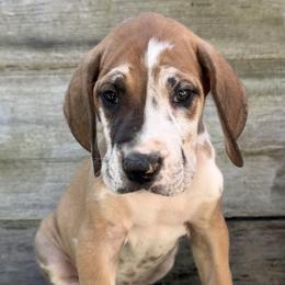 Boy 4 - male Great Dane puppy in Wellsville, New York from Prophecy Danes