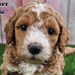 Goldendoodles and Labradoodles from Grace N Faith Doodles