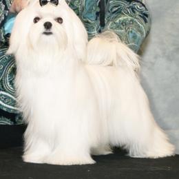Felicity - Maltese