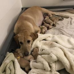 Labrador Retriever Puppies from Sycamore Kennels