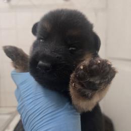 Zeus - Black and red male German Shepherd puppy in Jamesville, New York from Mark Carfagno's Pups