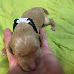 Black Boy - Orange male Pointer puppy in Olympia, Washington from Birdsboro Pointers