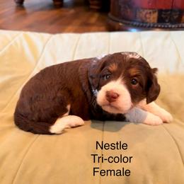 Nestle - Tri-color female Bernedoodle puppy in Royse City, Texas from Platinum Bernedoodles of Texas