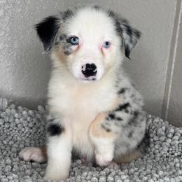 Alpha - Blue merle male Australian Shepherd puppy in Polk City, Florida from Skaky Shepherds