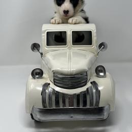 Stormy - Black and tan female Pembroke Welsh Corgi puppy in Waco, Texas from The Comma Corgis