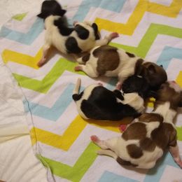 Great Dane and Shih Tzu Puppies from Empire Royalty and Majestic Dane