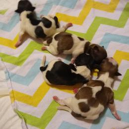 Great Dane and Shih Tzu Puppies from Empire Royalty and Majestic Dane