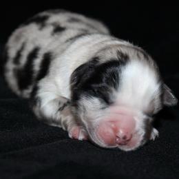 Clover - Blue merle male Australian Shepherd puppy in Colorado Springs, Colorado from Rocky Mountain Aussies