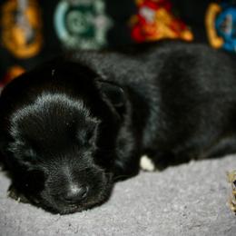 Outlaw - Black tri male Miniature Australian Shepherd puppy in El Dorado Springs, Missouri from HP Aussie Kennels