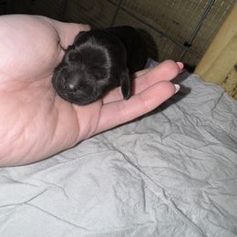 Minnie - Black female Cocker Spaniel puppy in Lake, Mississippi from MGs Cockers
