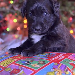 English Shepherd Puppies from Midway English Shepherds