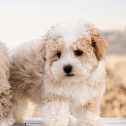 Goldendoodles, Havanese, and Havapoos from Lady Paws Puppies
