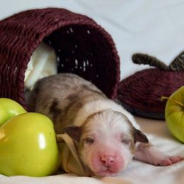 Sake - Red merle female Australian Shepherd puppy in Coatesville, Pennsylvania from Little Acre Aussies