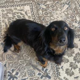 Layla - Dachshund