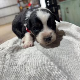 Boy 1 - Black tri-color male Australian Shepherd puppy in Almo, Kentucky from Riley's Paw Pals