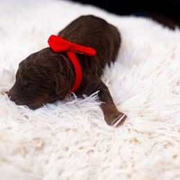 Hershey - Phantom male Bernedoodle puppy in Richmond, Texas from Harper’s Heartbeats