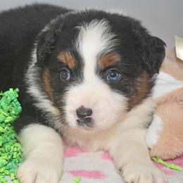 Rory - Black tri male Miniature Australian Shepherd puppy in Patterson, North Carolina from DreamLine Aussies