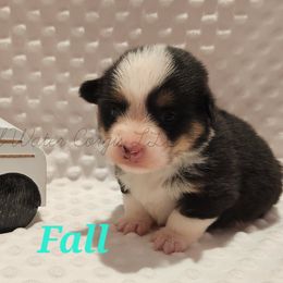 🍂Fall🍂 - Black and tan Pembroke Welsh Corgi puppy in Kiowa, Colorado from Cool Water Corgis LLC