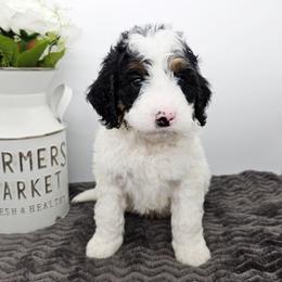 Gandalf - Black and white male Bernedoodle puppy in Granton, Wisconsin from Rose River Farms