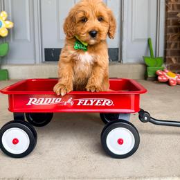 Dill - Red  male Goldendoodle puppy in West Haven, Utah from Split Mountain Doodles