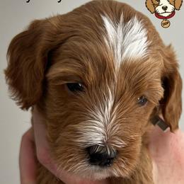 Baby boy Blue has his own genetic test - Red  male Goldendoodle puppy in St. George, Utah from Dashing Doodle Pups