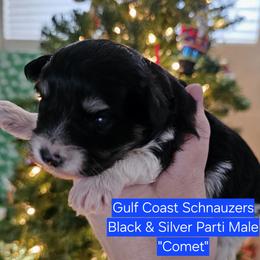 Comet - Parti male Miniature Schnauzer puppy in Mobile, Alabama from Gulf Coast Schnauzers