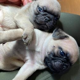 Pug puppies from Adventure Pug Breeding