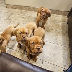 Dogue de Bordeaux and Whippet Puppies from Big and Little Wiggly Butts LLC