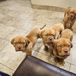 Dogue de Bordeaux and Whippet Puppies from Big and Little Wiggly Butts LLC