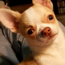Chihuahua Puppies from Kactus Kathy's Chihuahuas